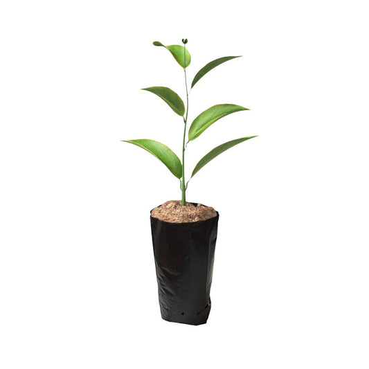 Frjjthchy 100 PCS Thicken Plastic Nursery Bags for Plants Fruit Flower Grow Bags Seedling Pots (7.87x15.75 in)