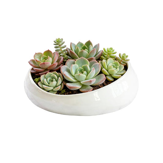 FANFANJIA Modern Ceramic Succulent Pot with Drainage – Indoor Plant Pots, Artistic Design Flower Pots for Home, Office, Weddings & Party Décor