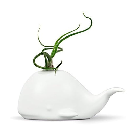 Fred Genuine Fancy Ceramic Mini Air Plant/Succulent Holder, Regular, Whale