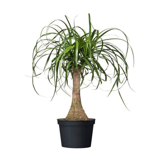 American Plant Exchange Live Ponytail Palm Tree, Bottle Palm Tree, Elephant’s Foot Houseplant, Ideal for Home and Garden Decor, 6" Pot