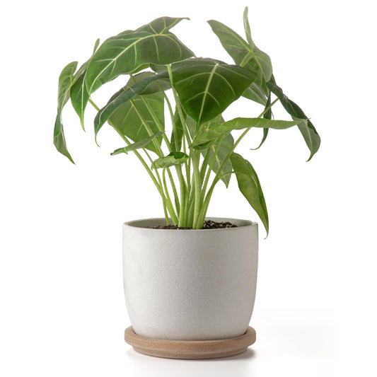 POITONRU Ceramic Flower Pots Indoor-Outdoor: 7.75 Inch Large Planters with Drainage Holes & Saucer - Modern Decorative Plant Pots Ceramic for Home Gardeners (White)