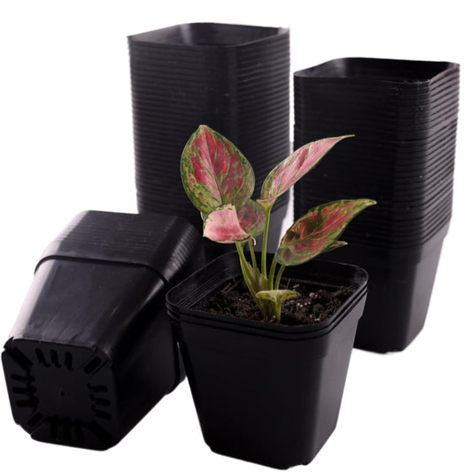 Tulpeed 100 Packs Square Nursery Pots for Plants 4 Inch Succulent Plant Pots Set Plastic Seedling Starting Pots with Drainage Holes Nursery Pots Variety Pack Flower pots Planter Seed Starter, Black