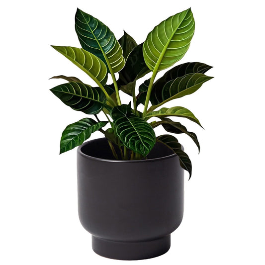 LB Black Ceramic Plant Pot for Indoor Plants, Succulent Planters Ceramic Plant Pots, Modern Flower Pots for Living Room Office Home Decor, Round Flower Pot of 4.3 Inch(Plant Not Included)