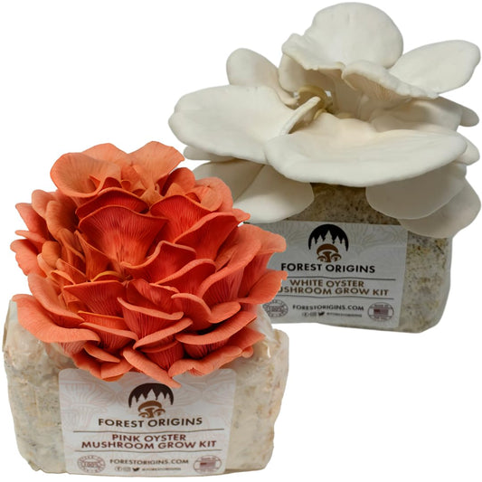 Forest Origins Oyster Mushroom Grow Kit 2-Pack, Pink and White Varieties, Harvest in 10 Days, Beginner Friendly, Handmade in California USA, Unique Gift Set