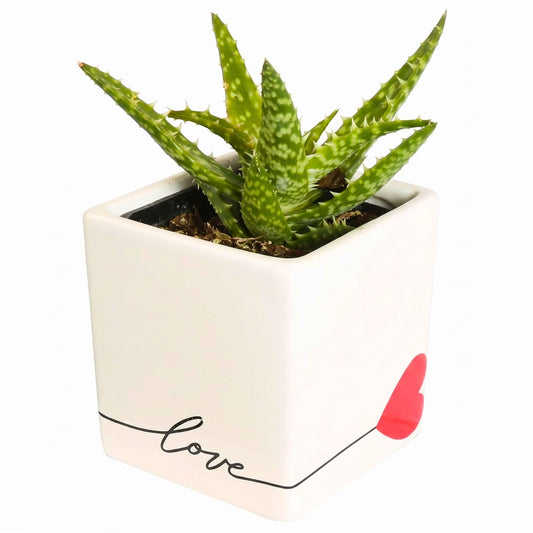 Costa Farms Live Mini Aloe Vera Indoor Plant, Easy Care Succulent in Modern Love Ceramic Planter, 5-Inches Tall, Small Houseplant for Plant Shelf or Desk, Birthday Gift or Room Decor