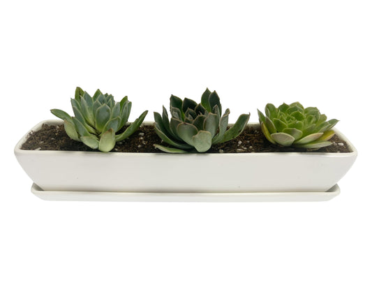 Kipokalor White Ceramic Succulent Planter Pot,one Set of 10.9x2.36x1.65inch Long Rectangular Modern Minimalist with Ceramic Saucer for Office,Desk,Window. (1)