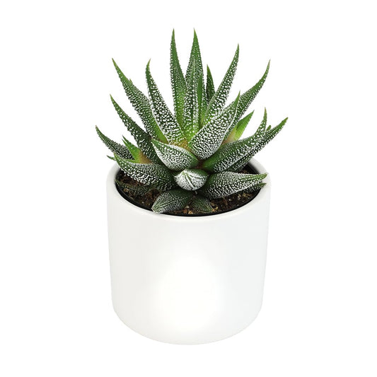 Plants for Pets Haworthia Zebra Plant Succulent in 2.5 Inch White Succulent Pot, Pet Friendly Houseplant, Live Plant Gift, Dog & Cat Safe Plants, Low Light Mini Succulents for Home Decor