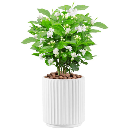 Flowers and Succulent Plant Pots, Ceramic flower Pots and Drainage Hole, Bonsai Planter Large Flower Pots for Indoor Outdoor Use for Home Office Garden Decoration,Plants not included (White)