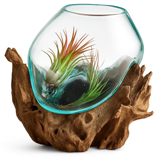 OMA Molten Glass on Driftwood – Hand-Blown Melted Glass Vase, Terrarium, or Planter for Coastal & Boho Home Décor (6"–7" High)