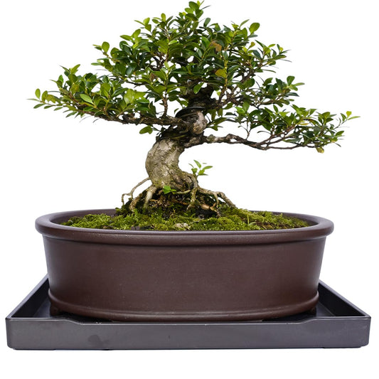 MUZHI Unglazed Natural Clay Bonsai Pot with Drip Tray, Oval Vintage Bonsai Tree Planter with Drainage for Bonsai Training Succulent Arrangement (Oval)