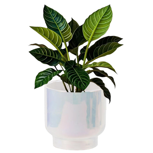 LB Blue White Ceramic Planters for Indoor Plants, Succulent Plant Pots Ceramic Plant Pot, Modern Flower Pots for Living Room Office Home Decor, Round Flower Pot of 4.3 Inch(Plant Not Included)
