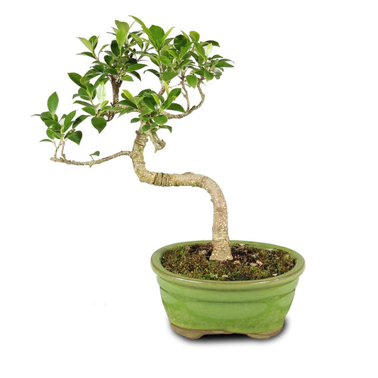 Brussel's Bonsai - Live Golden Gate Ficus Bonsai Tree in Ceramic Bonsai Pot, Indoor Bonsai Plant, 4 Years Old, 5-8 Inches Tall, Easy Care Houseplant for Home or Office (Small, Green)