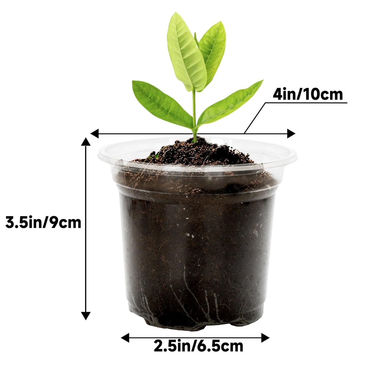 KINGLAKE 4 Inch Clear Plant Nursery Pots with Drainage Hole,36 Pcs Plastic Clear Nursery Pots for Plants,Transparent Planter Nursery Pots for Potting Seed Cutting Succulent Indoor Outdoor Plants