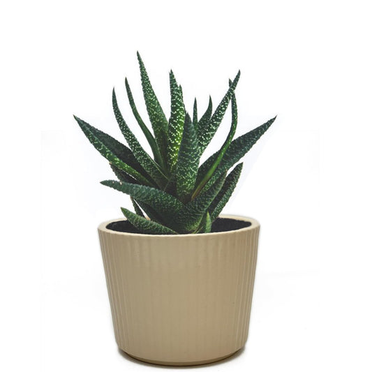 Perilla Home Single Ceramic Handmade Planter Pot for Indoor & Outdoor with Drainage Hole for Home & Office Decor Modern Flower Planter Pot (6.75x6.75 inch) (Off White) (1Pcs)