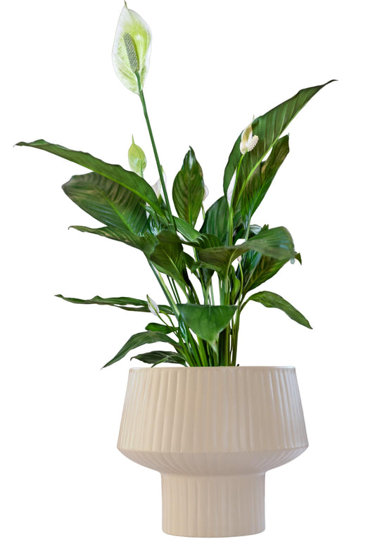 Wide Top Modern Handmade Metal Indoor Planter with Unique Shape, Vertical Grooved Design and Anti-Scratch Pads, Rust-Resistant Finish that is Sustainable Non-Plastic Pot Recyclable Metal Vase (White)