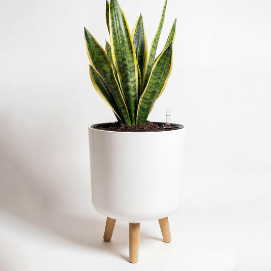 Bamworld Self Watering Pots for Indoor Plants with Water Level Indicator 10 inch Plant Pot Plastic Planter with Wooden Stand for Outdoor Plants Modern Décor for Porch Patio White Medium
