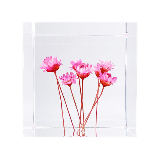 Bon Cube Acrylic Cube Paperweight with Decorative 3D Preserved Flowers, 1.97'' Cube 7.0 oz, Pink Real Starflowers (Resembles Daisy), Aesthetic Desk Shelf Decor and Good Luck Gift for Her