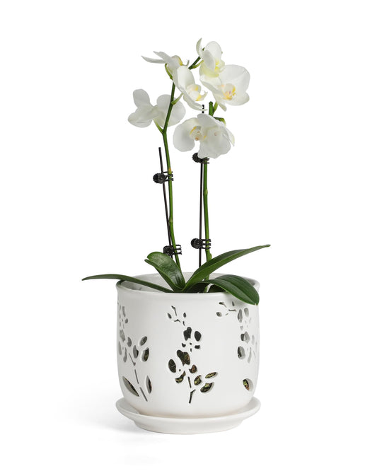 Fayoula Orchid Pots 6.5 Inch Large with Drainage Holes Ensuring Healthy Growth & Easy Repotting, Premium Ceramic for Indoor and Outdoor, Perfect Home Thriving Orchids。