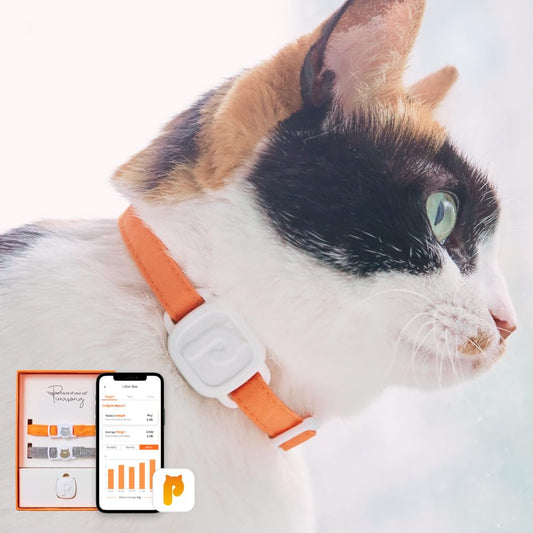 PurrSong LavvieTAG with 2 Straps Smartwatch for Cat Intelligent ID Tag Light (0.01lbs) Monitor Kitten Collar Activity Analysis Heath Care Calrorie Measurement App Integration Felines Fitness Tracker