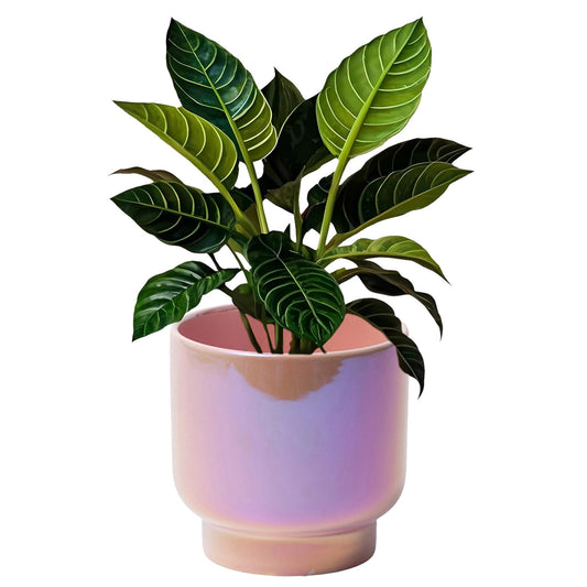 LB Pink Purple Ceramic Planters for Indoor Plants, Succulent Plant Pots Ceramic Plant Pot, Cute Flower Pots for Living Room Office Home Decor, Round Flower Pot of 4.3 Inch(Plant Not Included)