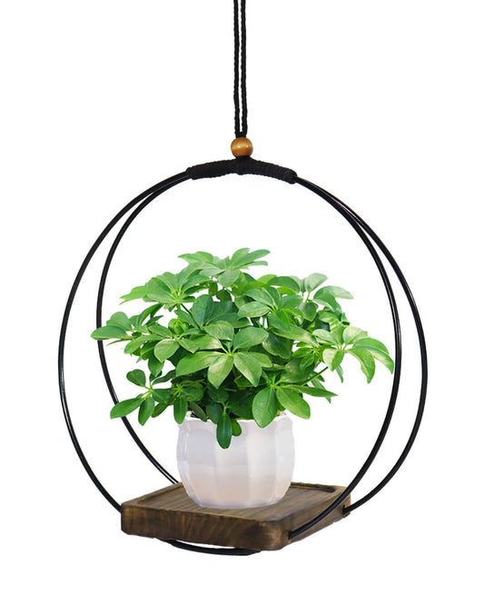 vensovo Hanging Planter for Indoor Plants - 1 pcs Plant Hanger Indoor with Metal Ring and Sturdy Wood Base, Boho Hanging Planter for Wall/Window/Room Decor