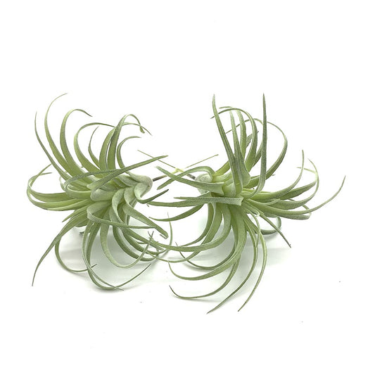 EBUYOM 2 PCS Artificial Succulents Plants Unpotted Fake Flocking Tillandsia Air Plants Succulent Bromeliads Bouquet Arrangements Faux Plants DIY for Garden Terrarium Decor Home Decoration Green