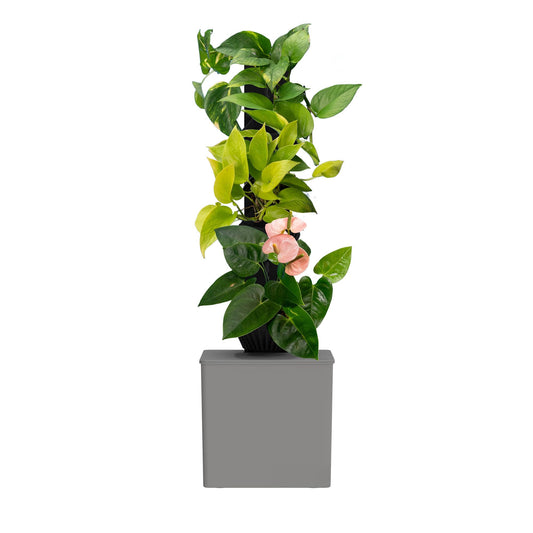 Tevatower Mini Smart Indoor Garden System, 4 Inch Pot Modern Self Watering Planter for Flowers, Indoor Plants, Plant Therapy, Sustainability, Fresh Herbs and Home Growing (Slate Grey)