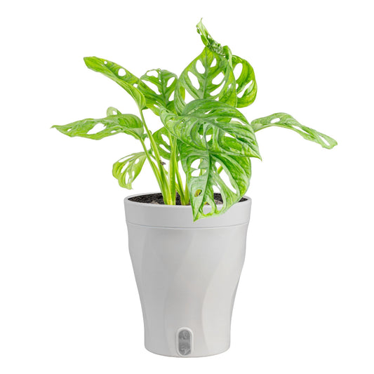 Costa Farms Little Monstera Plant, Easy to Grow Houseplant, Live Indoor Plant Potted in Cute Garden Plant Pot, Potting Soil, Housewarming Gift, Home, Office, and Tropical Room Decor, 12-Inches Tall