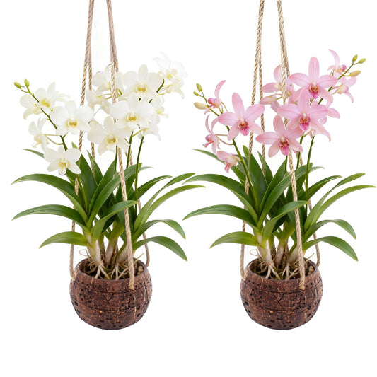 WUEURU 2Pcs Coconut Hanging Orchid Pot with Rope,Hanging Orchid Basket for Small Orchids,Coconut Planters for Home Garden Yard Patio Tree Indoor Outside Decorations