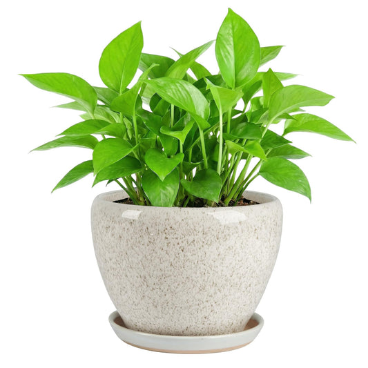 TOSELBAI 8.3 Inch Ceramic Planter with Saucer Leak-Proof Mesh &Drainage, Round Plant Pot with Gardening Gloves for Indoor Outdoor Plants