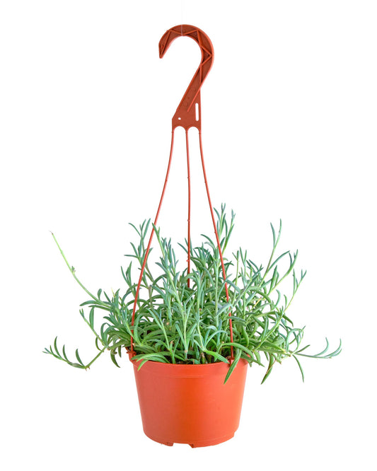 Shop Succulents String of Fishhooks Hanging Succulent, Senecio Radicans Glauca, Fully Rooted Live 6" Succulent Plant with Hanger, Low Maintenance Indoor Plant, Hardy Trailing Succulents, Gift & Garden