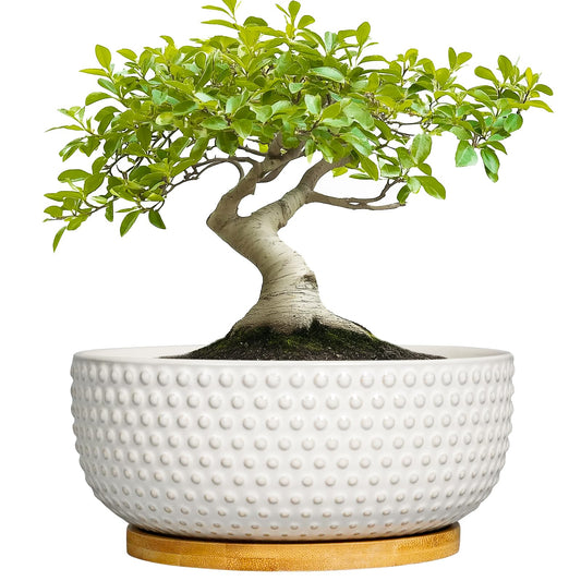 EPFamily Succulent Pots 8 Inch - Ceramic Bonsai Planters for Indoor Plants, Plant Pot with Drainage Hole and Saucer, Shallow Round Flower Planter, Modern Room Decor, Gifts for Plant Lover, White