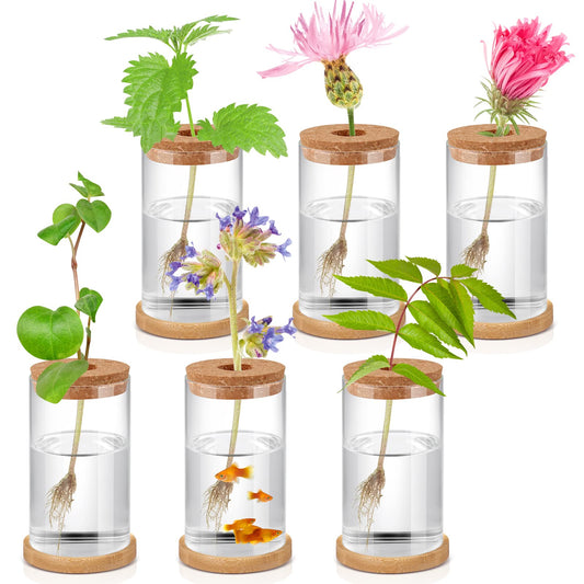 Rtteri 6 Pcs Glass Propagation Stations for Plants, Desktop Flower Vases, Plant Terrarium Desktop Glass Planters with Lid and Wooden Saucer for Home Decoration(2.56 x 4)
