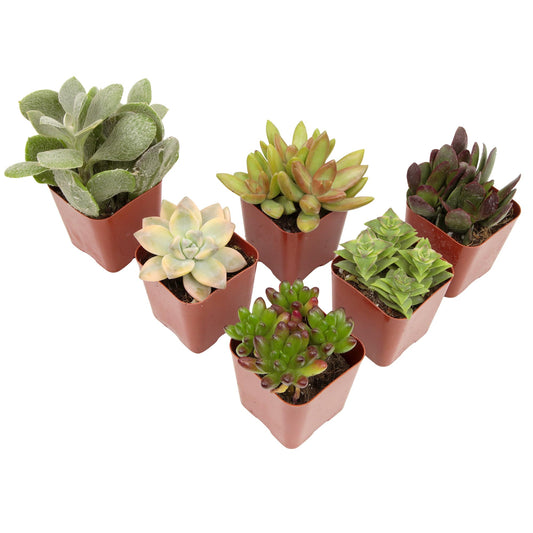 Succulents Plants Live (6PK) Potted Succulent Plants Live House Plants, Cactus Plants Live Plants Indoor Plants Live Houseplants, Indoor Plant Succulents Live Plant House Plant by Plants for Pets