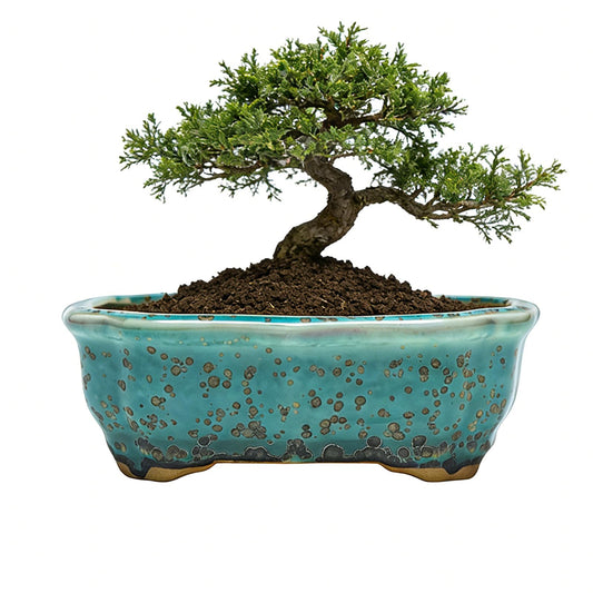 Small Ceramic Bonsai Pots, Bonsai Planter Pot for Desktop Decoration, Bonsai Tree Planter Pots with Drainage Hole for Indoor Outdoor Cactus Plants, House Decorative Planters,Classic Red and Blue