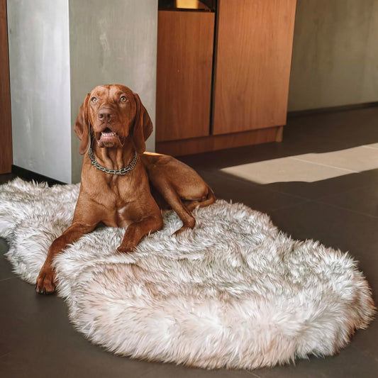 IHAPPYDOG Luxury Faux Fur Orthopedic Dog Bed, Memory Foam Dog Bed for Small, Medium, Large and XL Pets, Fluffy Pet Bed with Waterproof and Washable Cover (White w/Brown Tips, 50"x30")