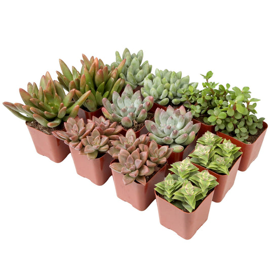 Succulents Plants Live (12PK) Potted Succulent Plants Live House Plants, Cactus Plants Live Plants Indoor Plants Live Houseplants, Indoor Plant Succulents Live Plant House Plant by Plants for Pets