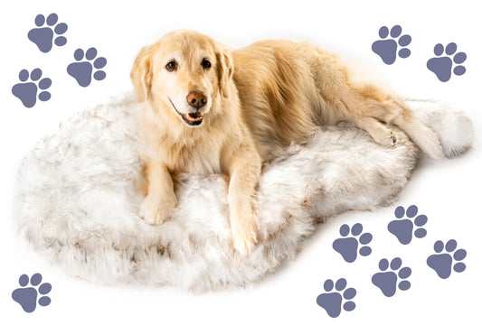 PAW BRANDS PupRug Orthopedic Dog Bed for Large Dogs with Fluffy Soft Faux Fur and Memory Foam for Joint Pain Relief, Machine Washable and Waterproof Couch Bed, White with Brown Accents, Large/XL