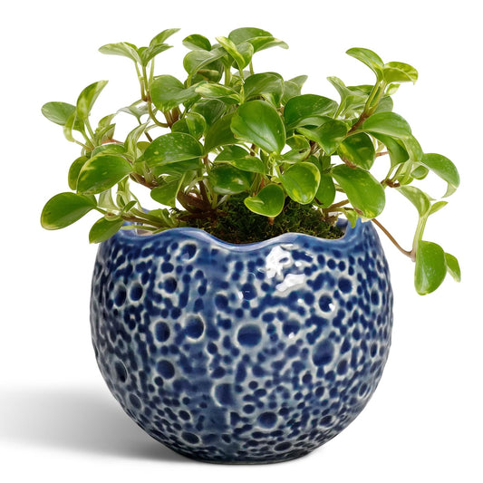 Thirtypot 4 Inch Plant Pots - Small Ceramic Planter with Drainage Hole, Succulent Pots for Indoor Outdoor, Unique Round Planter, Modern Decorative Flower Pot, Desk Decor, Plant Lovers Gifts, Blue