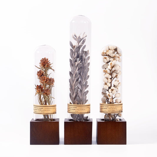3Pcs Dried Flower Decor,Knick Knacks for Shelves,Cool Stuff for Bookshelf,Small Plants Decor for Office Shelves,Natural Green Plants Boho Shelf Decor,Apothecary Decor,Unique Gifts for Women,Friends