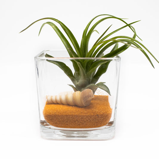 Live Air Plant Terrarium in 3.5" Clear Square Glass - Indoor Home and Office Plant Decor - DIY Colorful Sand Terrarium with Air Succulents (Mandarin Orange)