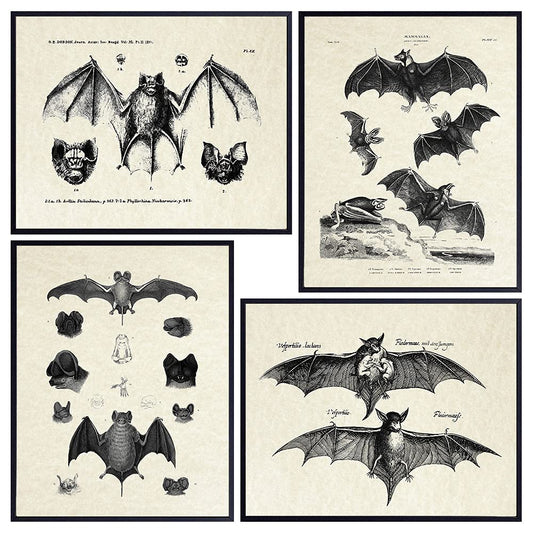 Bats Gothic Wall Art & Decor - LARGE 11X14 - Vintage Retro Hipster Goth Art, Home or Room Decoration - Gift for Horror, Vampire Fans - Creepy Scary Anatomical Picture Poster Print Set