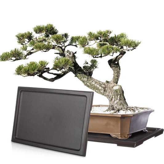 Pinkunn 2 Pcs Bonsai Humidity Tray Rectangular Drip Tray Plastic Plant Water Catcher Plant Saucers for Indoors and Outdoors Cactus,Succulents,Bonsai Tree,Stone Not Included (11 x 8 Inch)