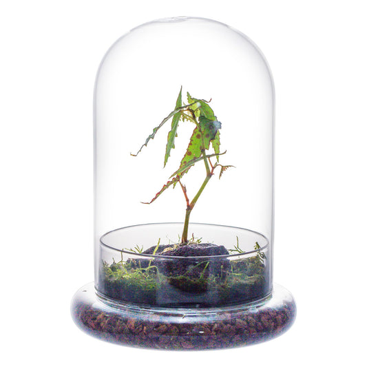 NCYP Glass Cloche Dome with Air Hole and Base, 5.9 x 5.9 x 8.2 Inches, Clear Terrarium Planter for Venus Flytrap, Small Plants, Home Indoor Tabletop Decoration (No Plants)
