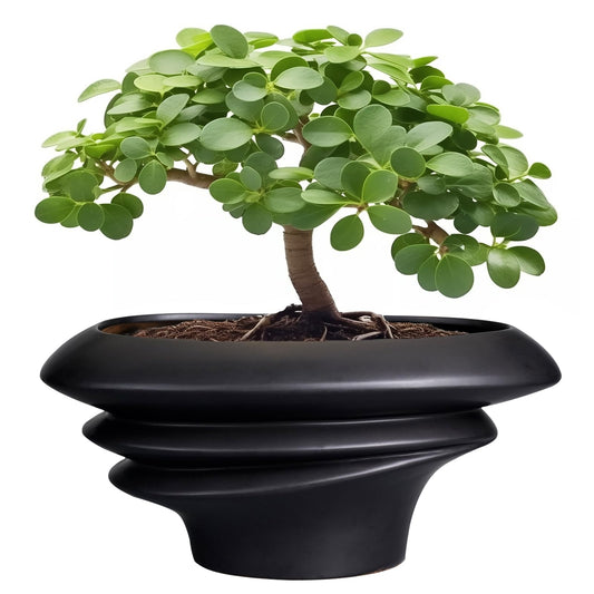 SQOWL Bonsai Pot 10 Inch - Ceramic Succulent Planter with Drainage Hole Large Plant Pot for Indoor Plants Outdoor Modern Home Decor Black