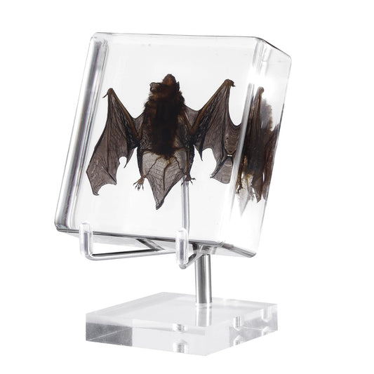 Taxidermy Bat, Real Bat Specimens Animal Specimen in Resin with Acrylic Base Display Stand for Science Classroom Science Education.Unique Gift for Fans of Taxidermy, Animal Skull, Oddities, Biology