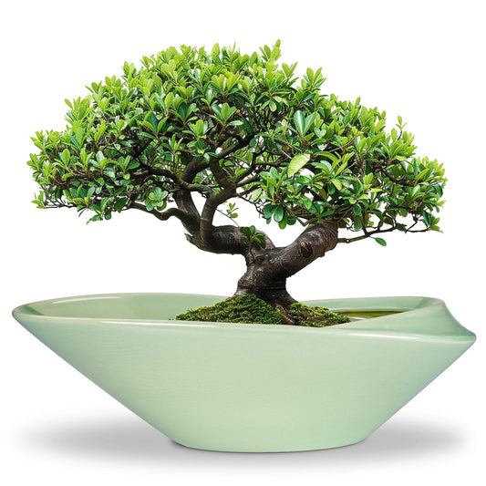 EPFamily Ceramic Bonsai Pot - 18 Inch Planter with Drainage Hole Large Modern Bonsai Planter Decorative Succulent Flower Plant Pot for Indoor Plants Outdoor Green