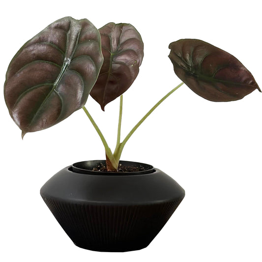 Admired by Nature 7.5" Ceramic Flower Planter Decorative Pot - for Home Decor, Succulents, Indoor Gardens, Organization, Display - Black