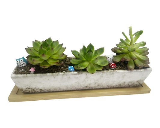 SWONVI 10 inch Ceramic Succulent Planters with Drainage Small Bonsai Pot with Bamboo Tray, Mini Shallow Planter Pot, Rectangular Window Planters for Indoor Plants (White 1 pcs)