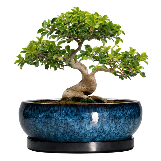 EPFamily Bonsai Pots - 13 Inch Ceramic Succulent Pots for Indoor Outdoor, Large Succulent Planter with Drainage Hole and Saucer, Round Shallow Flower Planters, Porch Decor, Gardening Gifts, Blue